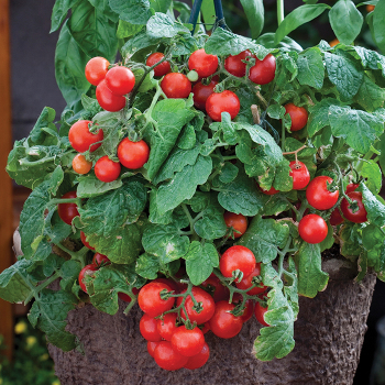 Little Birdy Red Robin Tomato