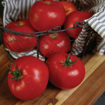 Ruby Prize Hybrid Tomato