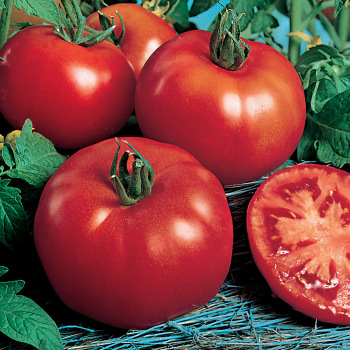 Medium-Large Tomato Seeds: Totally Tomatoes