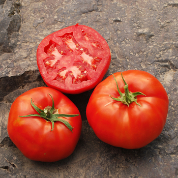 Tomato, Rutgers 250