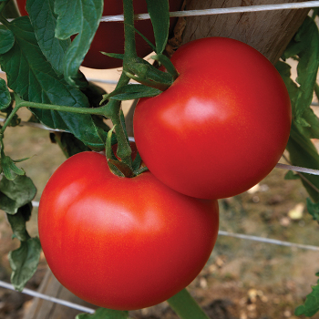 Rubee Goddess Hybrid Tomato