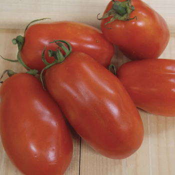 Tomato, San Marzano  Tomato, San Marzano
