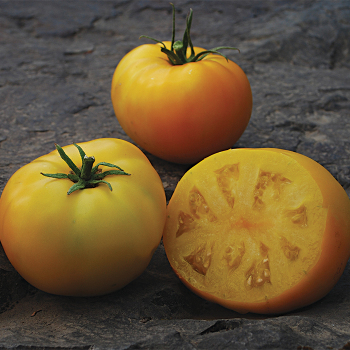 Sean's Yellow Tomato