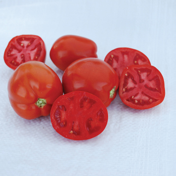 Saucy Lady Tomato