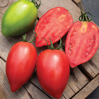 Rugby Hybrid Tomato