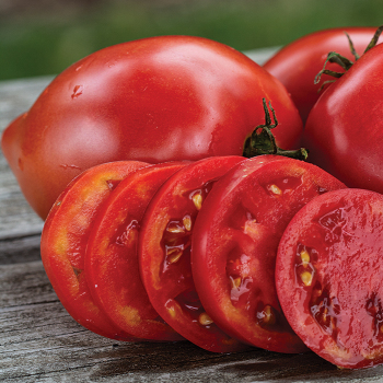 tomato ページ。 San Diego Green Zebra Tomato Seeds (Organic) – Grow Organic