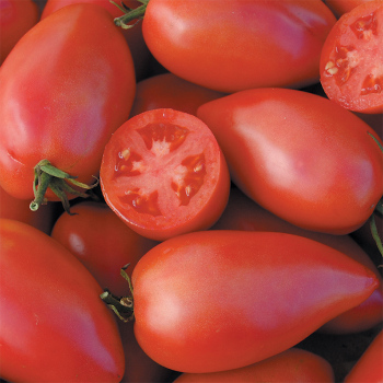 Sheboygan Tomato