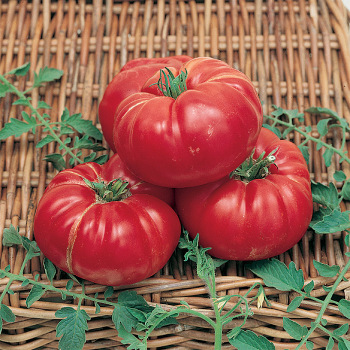 Soldacki Tomato