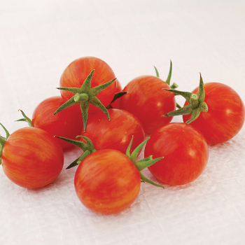 Sparky Hybrid Tomato