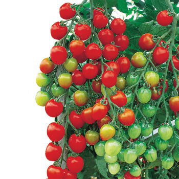 Suncherry Extra Sweet Hybrid Tomato