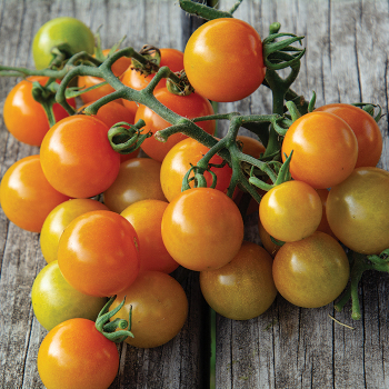 Tomato, Sungold Select 