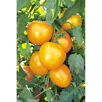 Sunray Tomato