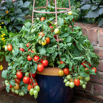 Tomato, Summer Dew Hybrid