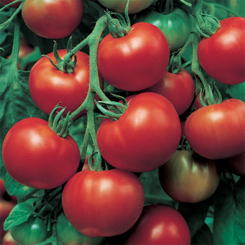 Super Sioux Tomato