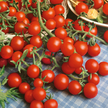Sweet Snax Hybrid Tomato