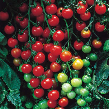 Supersweet 100 Hybrid Tomato