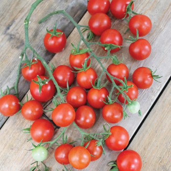 Tomato, Sweet Million Hybrid Tomato, Sweet Million Hybrid