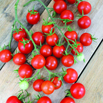 Tomato, Sweet Million Hybrid