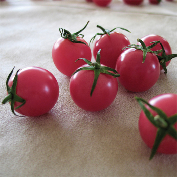 Sweet Treats Hybrid Tomato