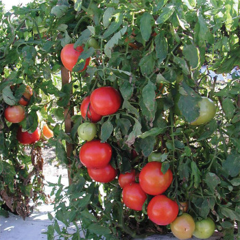 Tasti Lee Hybrid Tomato