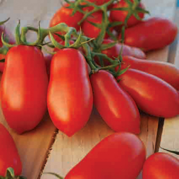 Ten Fingers Of Naples Tomato
