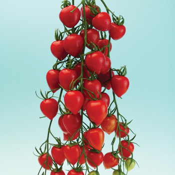 Tomatoberry Garden Hybrid Tomato