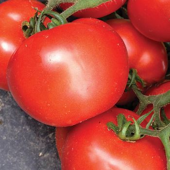 Tasti-Lee 2 Hybrid Tomato