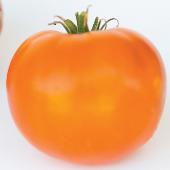 Thornburn's Terra-Cotta Tomato