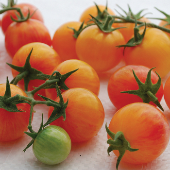 Cream of the Crop™ Tropical Sunset Tomato