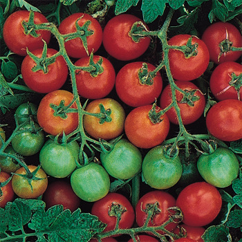 Tommy Toe Tomato