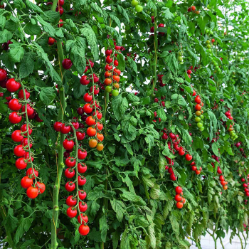 Tomato, Tonatico Hybrid