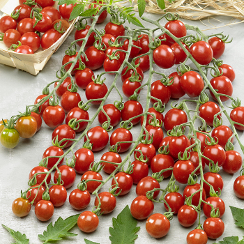 Tomato, Tutti Frutti™ Cherry Red Baby Hybrid Tomato, Tutti Frutti™ Cherry Red Baby Hybrid