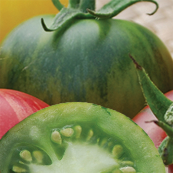 Vernissage Green Tomato