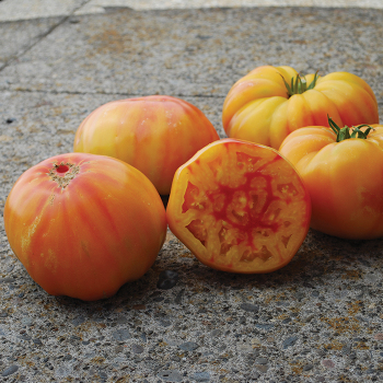 Virginia Sweets Tomato