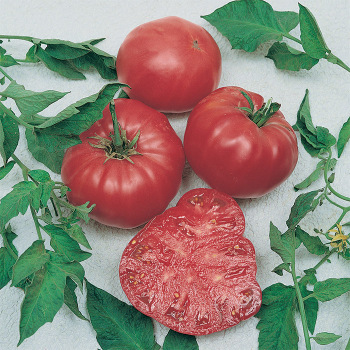 Watermelon Beefsteak Tomato