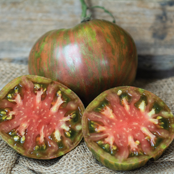 Tomato, Wild Boar Pink Berkeley Tie-Dye 
