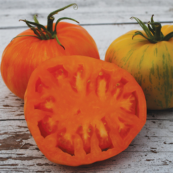 Wild Boar Janet's Jewel Tomato