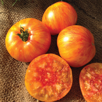 Wild Boar Beauty King Tomato