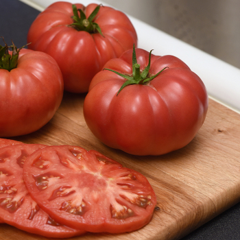 Tomato, WonderStar Pink Hybrid