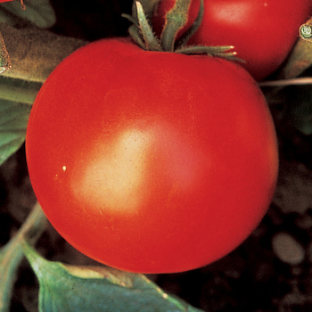 Wisconsin 55 Tomato