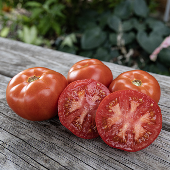 Tomato, Wisconsin 55 
