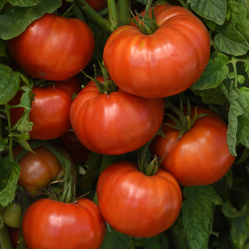 Tomato, WonderStar Red Hybrid