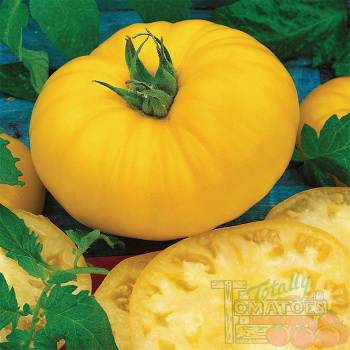 Tomato, Brandymaster Yellow Hybrid Tomato, Brandymaster Yellow Hybrid