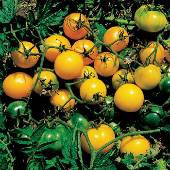 Yellow Cherry Tomato