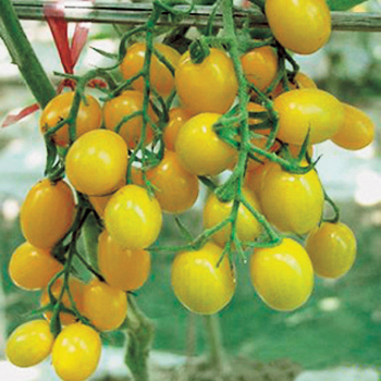 Jelly Bean Yellow Hybrid Tomato