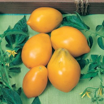 Yellow Plum Tomato