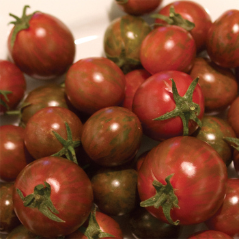 Zebra Cherry Hybrid Tomato