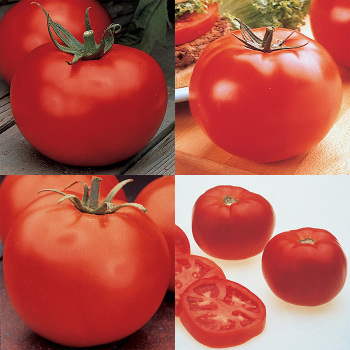 4 Best Hybrids Tomato Collection