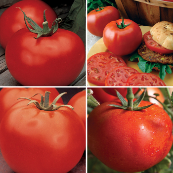 4 Best Hybrids Tomato Collection