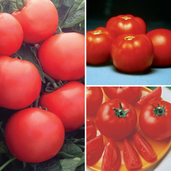 Container Tomato Collection